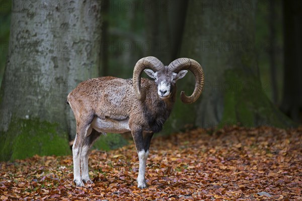 European mouflon