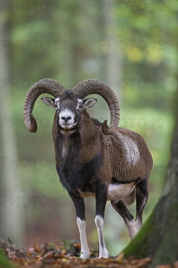 European mouflon