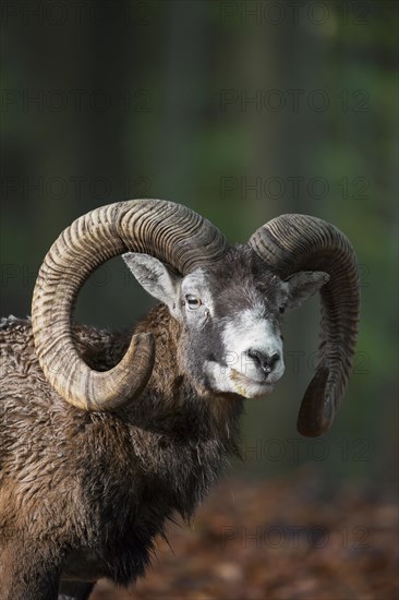 European mouflon