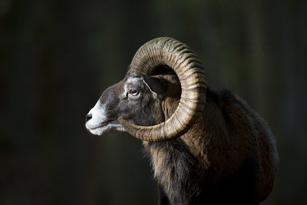 European mouflon