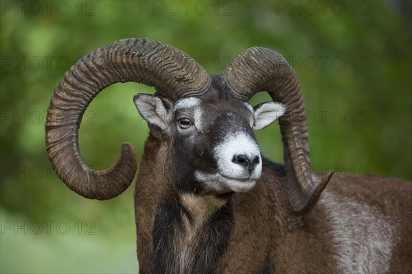 European mouflon