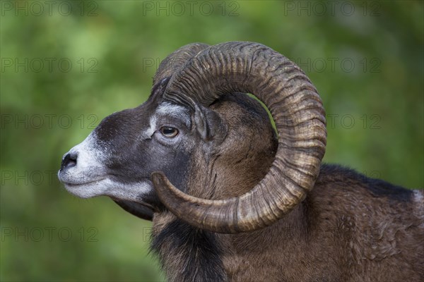 European mouflon