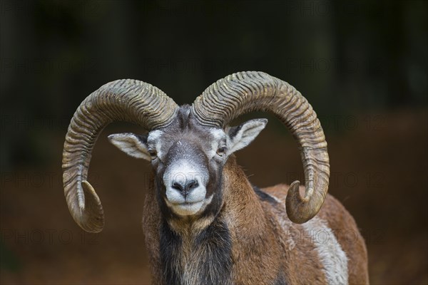 European mouflon