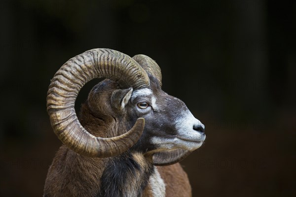 European mouflon