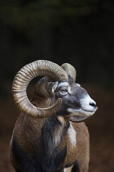 European mouflon