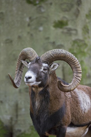 European mouflon