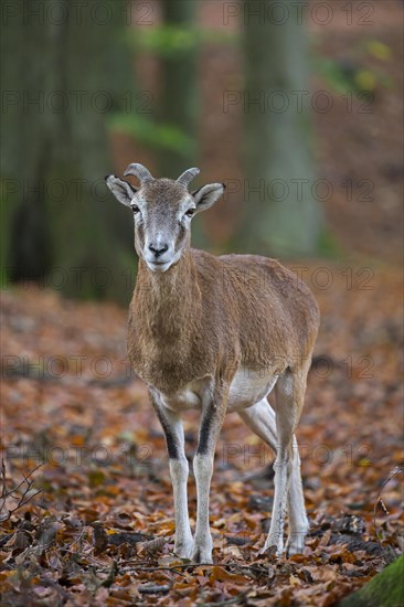 European mouflon