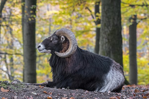 European mouflon