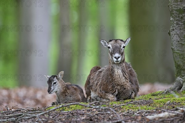 European mouflon