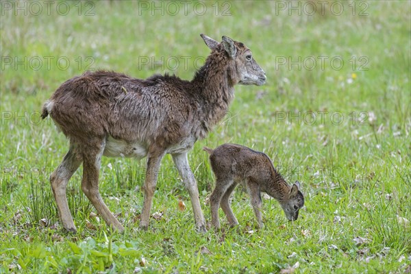 European mouflon