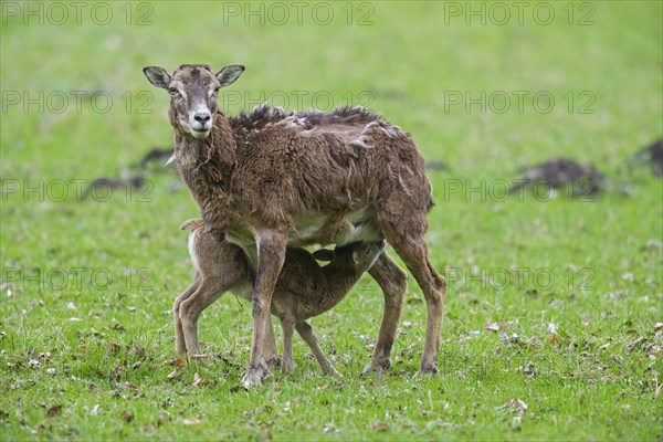 European mouflon