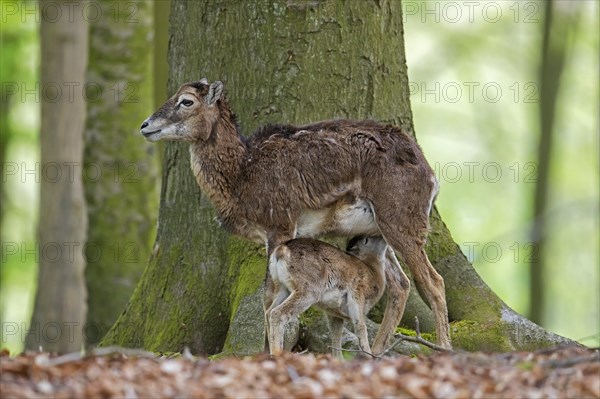 European mouflon