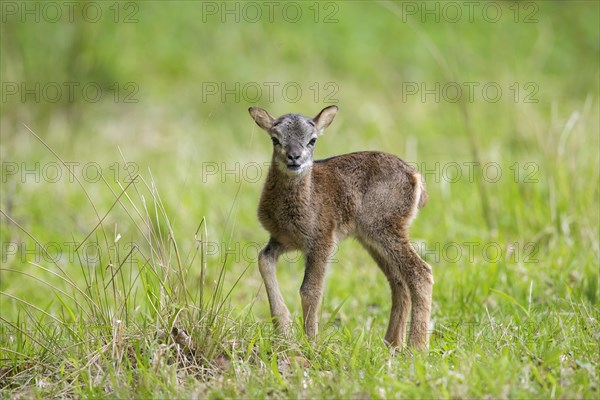 European mouflon