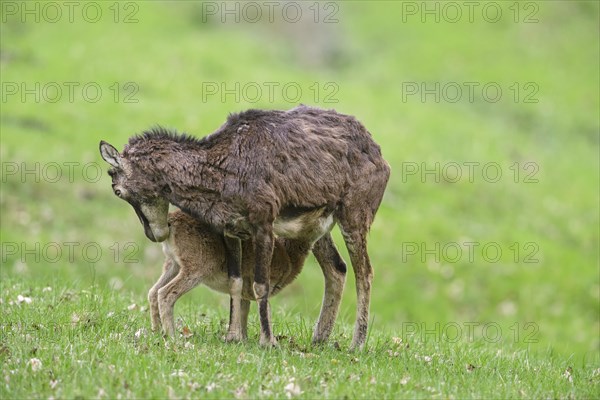 European mouflon