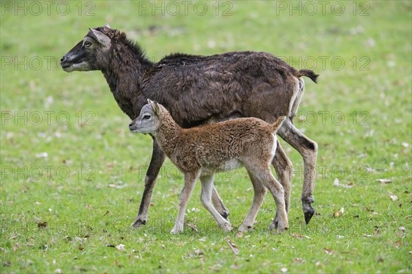 European mouflon