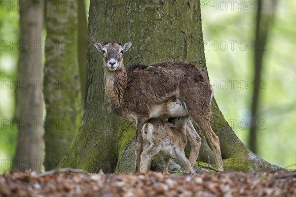 European mouflon