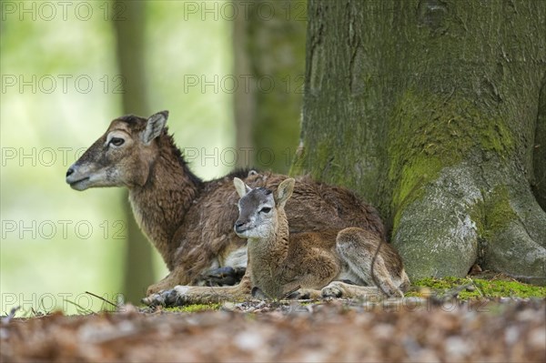 European mouflon