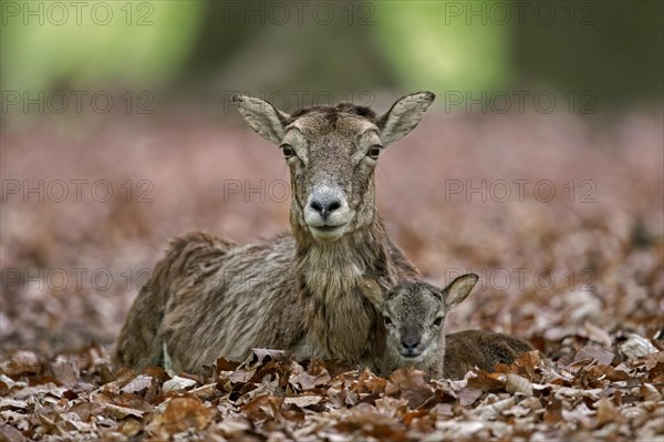 European mouflon