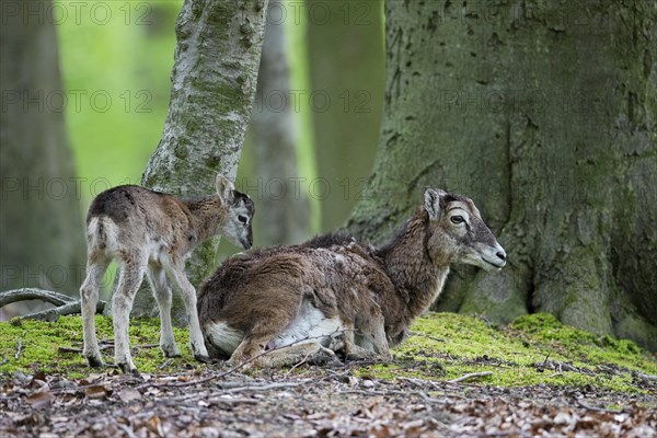 European mouflon