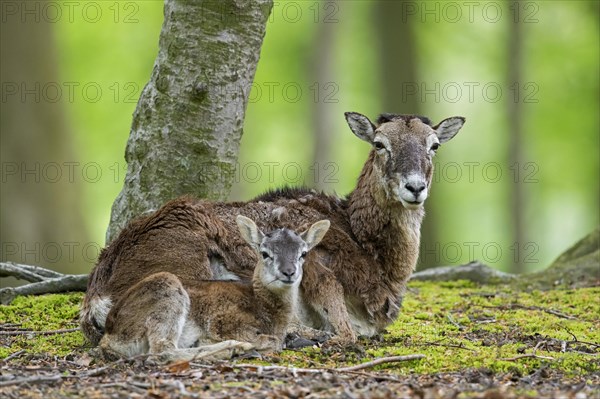 European mouflon