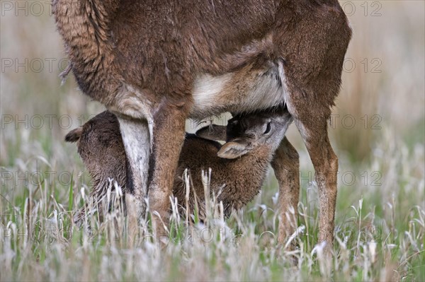 European mouflon