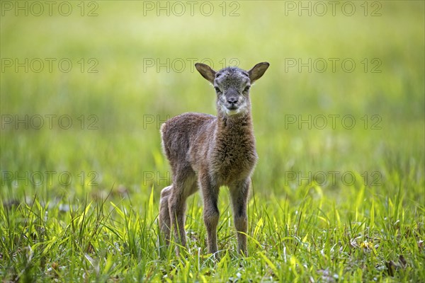 European mouflon