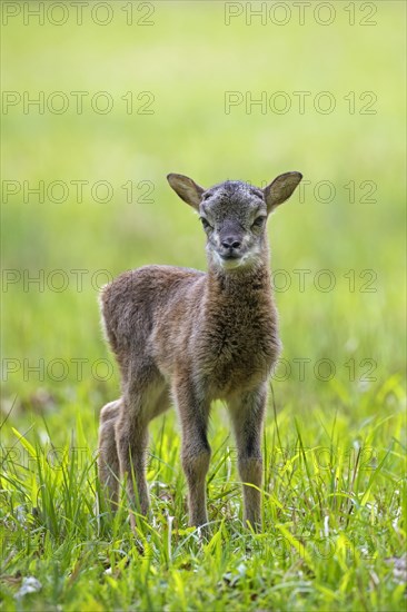 European mouflon