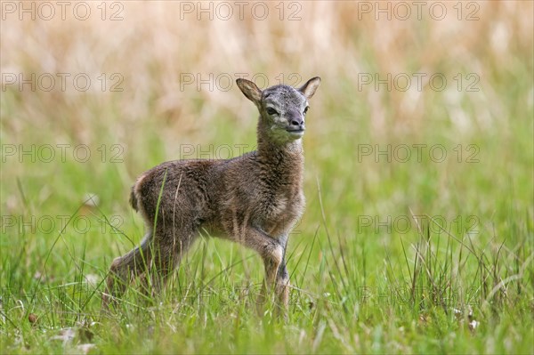 European mouflon