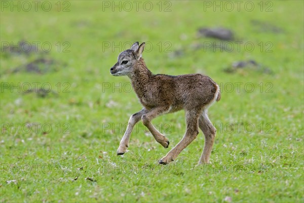 European mouflon