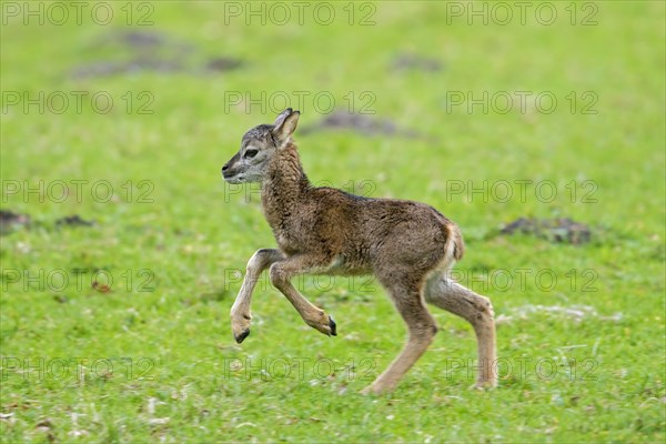 European mouflon