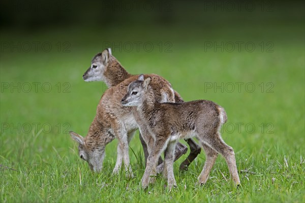 European mouflon