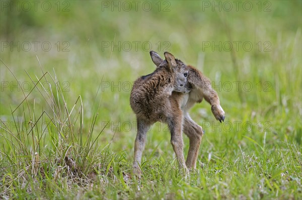 European mouflon