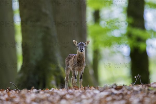 European mouflon