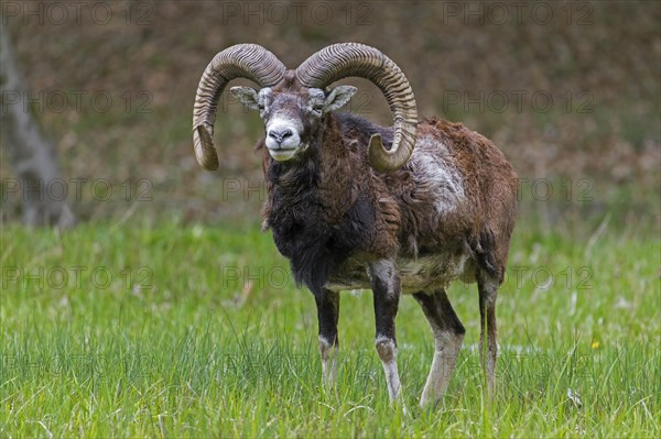 European mouflon