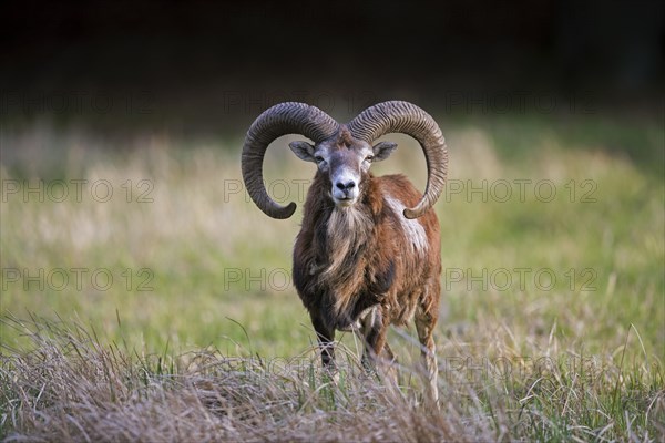 European mouflon