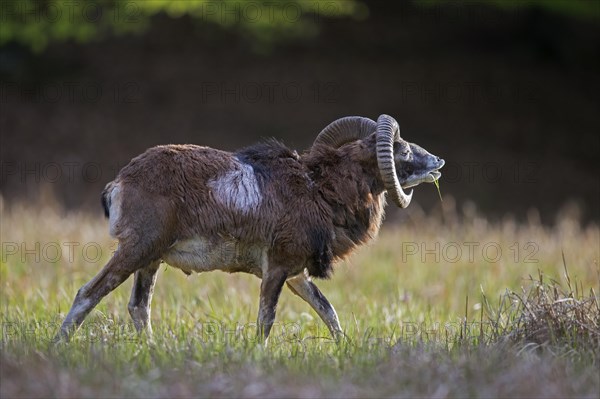 European mouflon