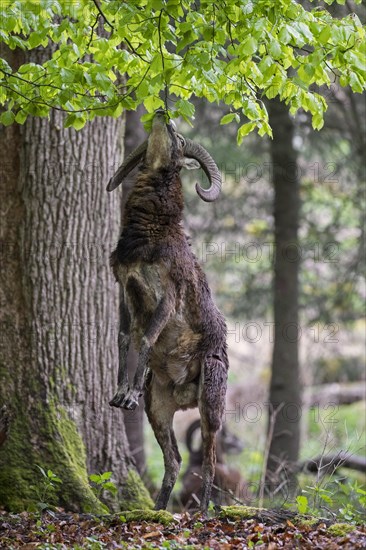 European mouflon