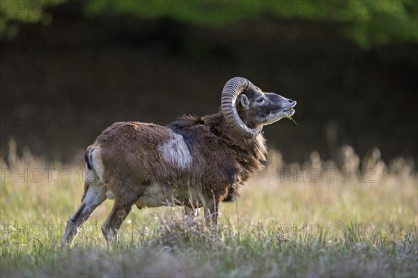 European mouflon