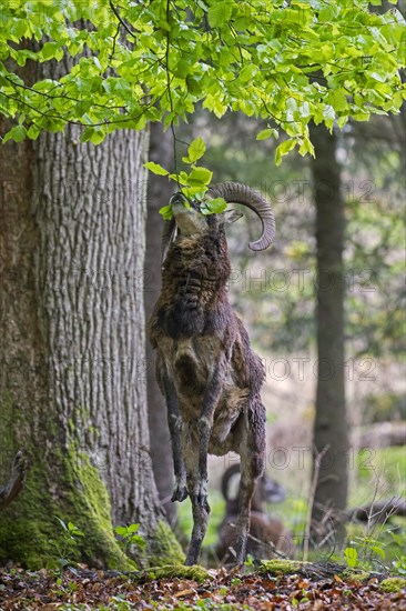 European mouflon