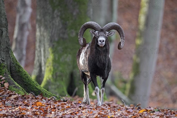 European mouflon