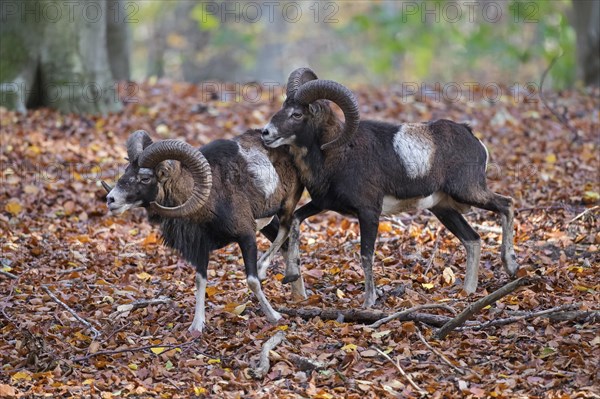 European mouflons