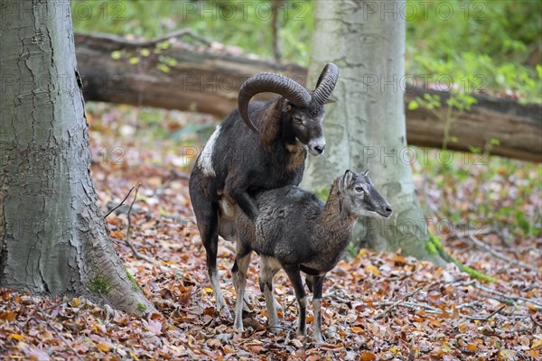 European mouflon