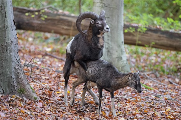 European mouflon