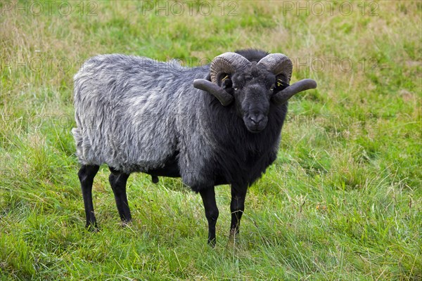 Heidschnucke ram