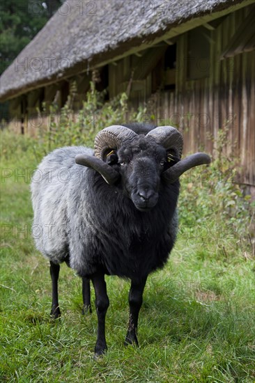 Heidschnucke ram