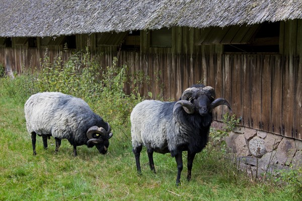 Heidschnucke ram