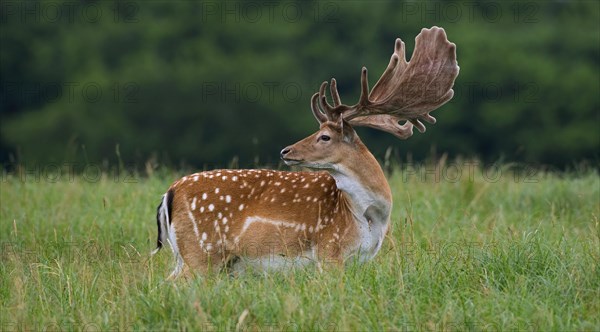 Fallow deer