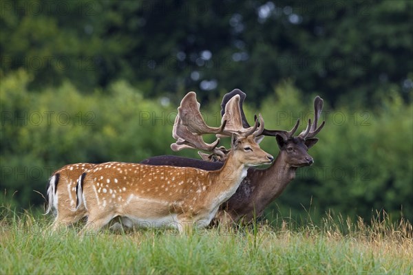 Fallow deer