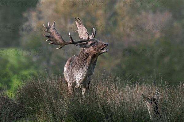 Territorial European fallow deer