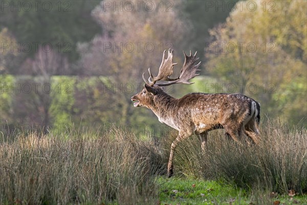 Territorial European fallow deer